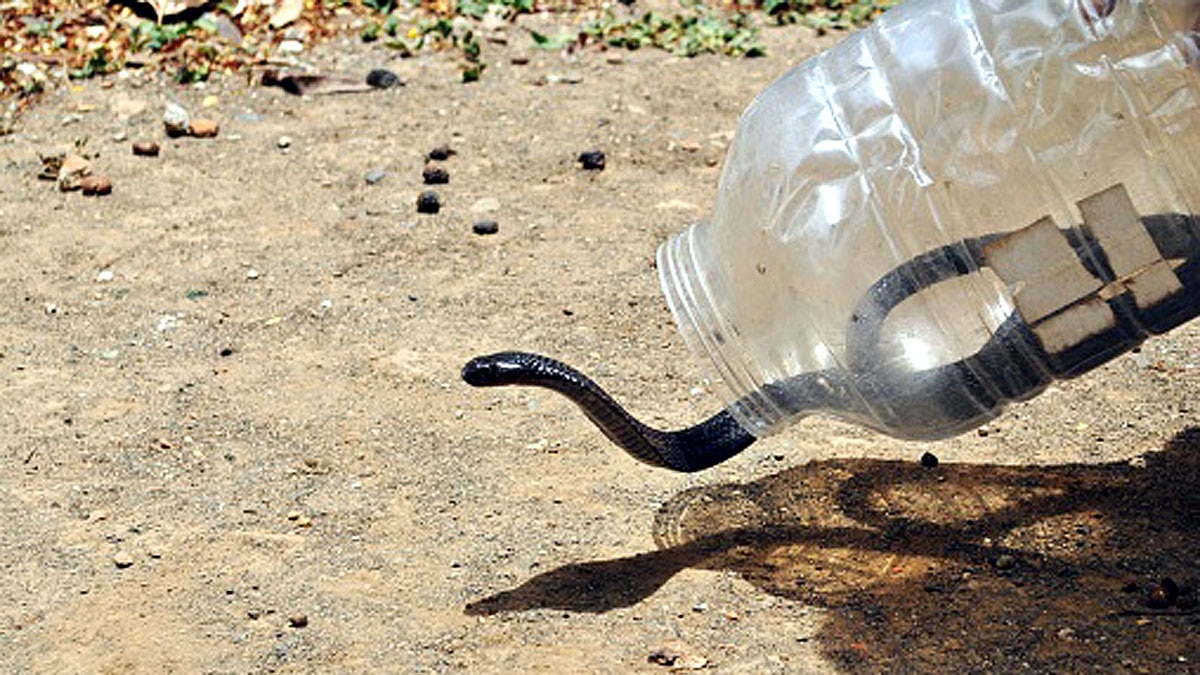 Mysterious Shadow Snake found in Ecuador 