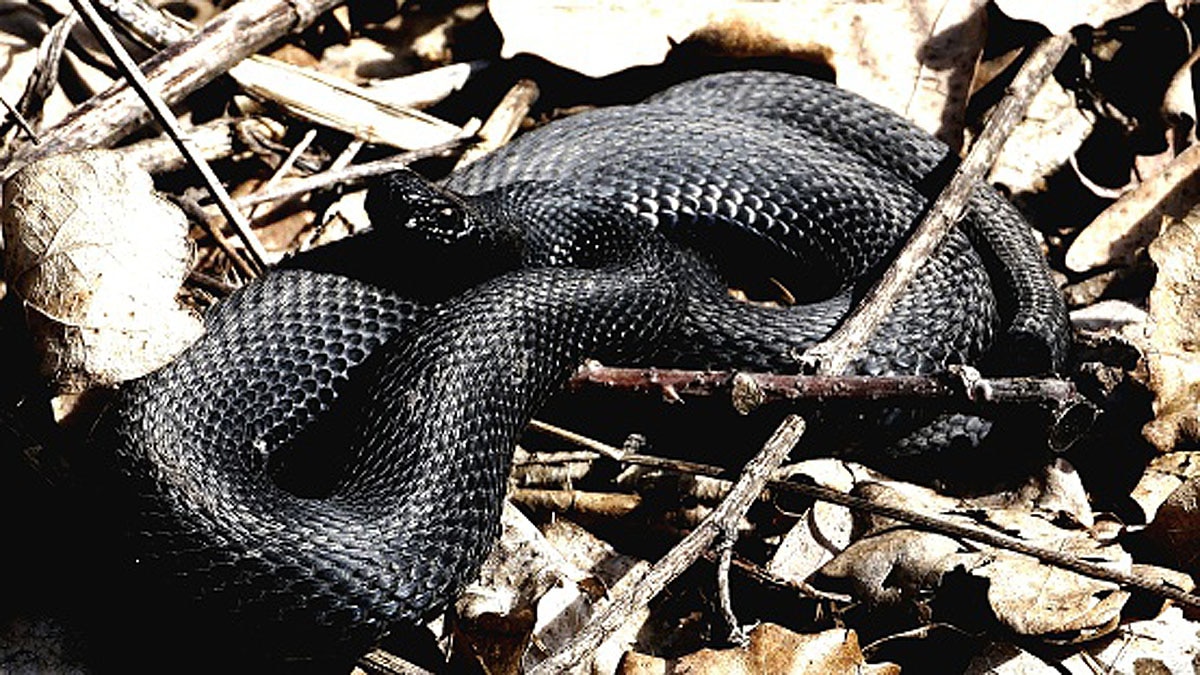 Mysterious Shadow Snake found in Ecuador 