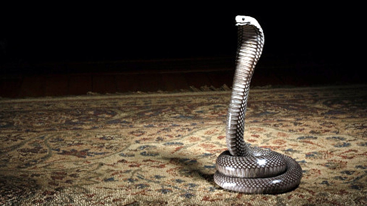 Mysterious Shadow Snake found in Ecuador 