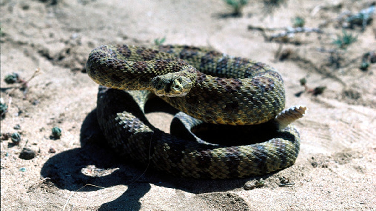 Mysterious Shadow Snake found in Ecuador 