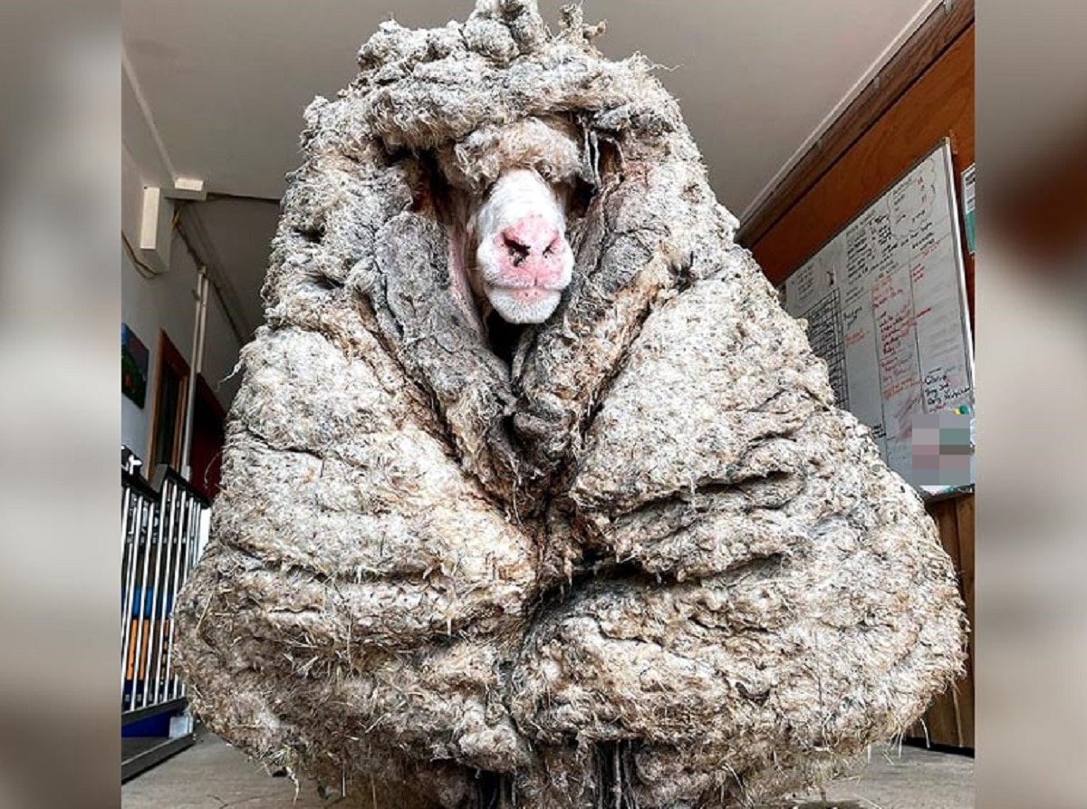 पांच साल में भेड़ के शरीर पर 35 किलो ऊन
