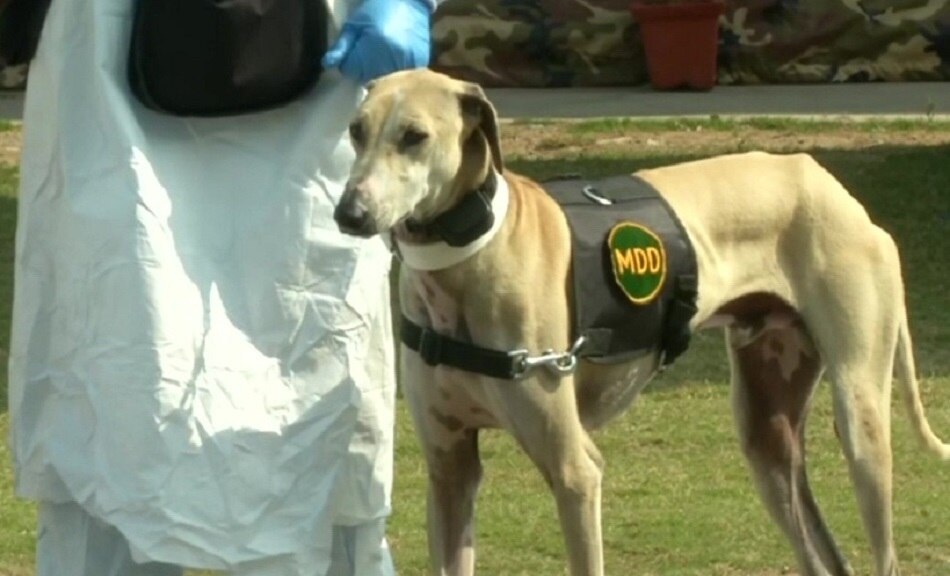Indian Army dogs