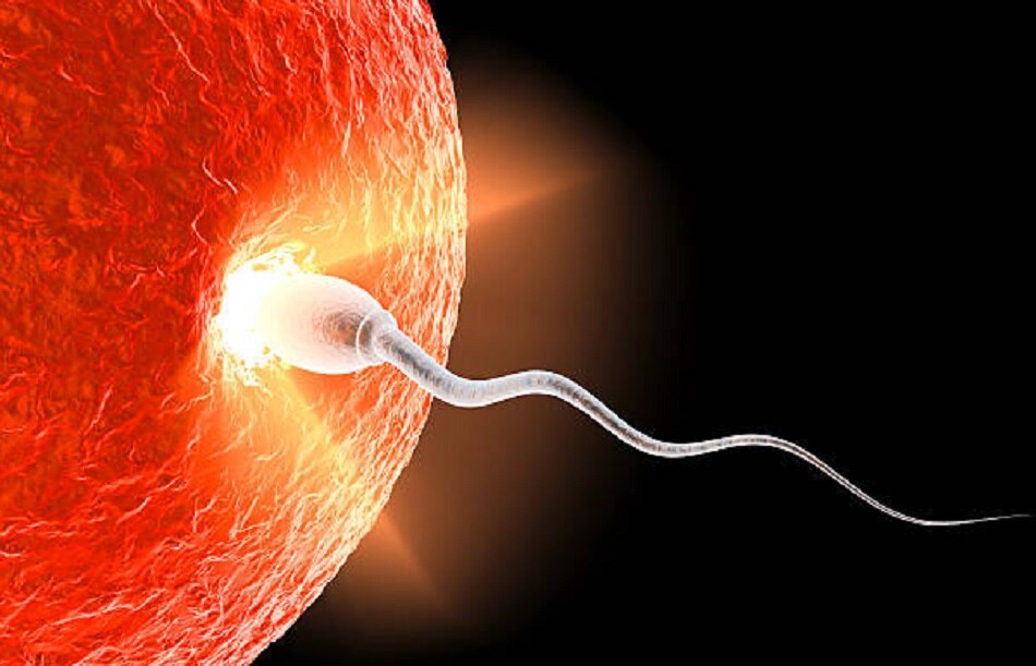 कोरोना वायरस इन्फर्टिलिटी 4