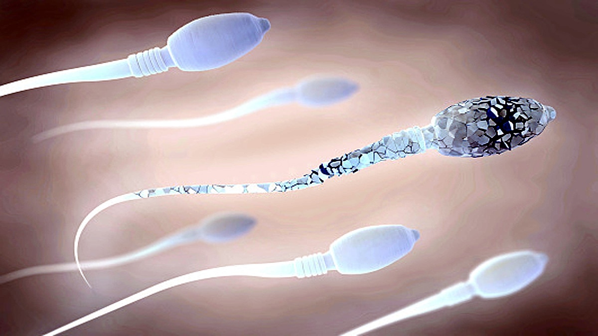 Some Sperms Poison their competitors