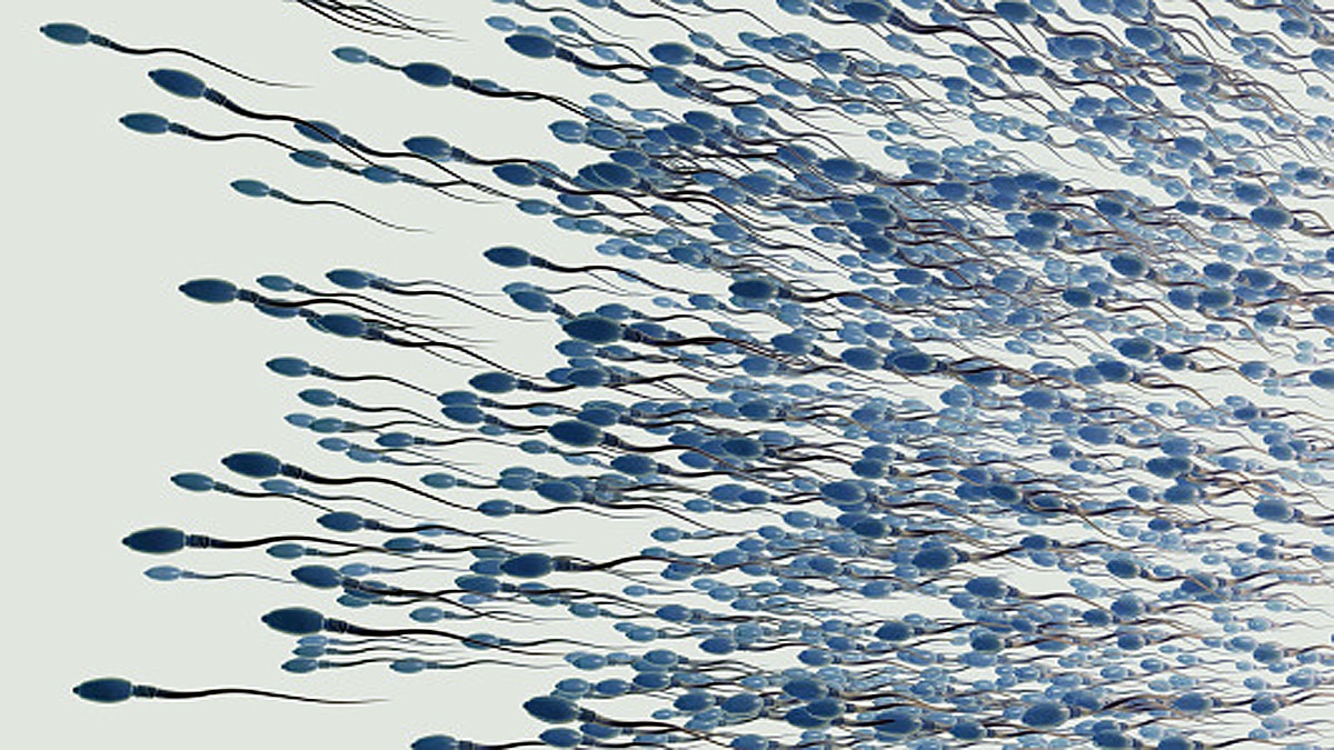 Some Sperms Poison their competitors