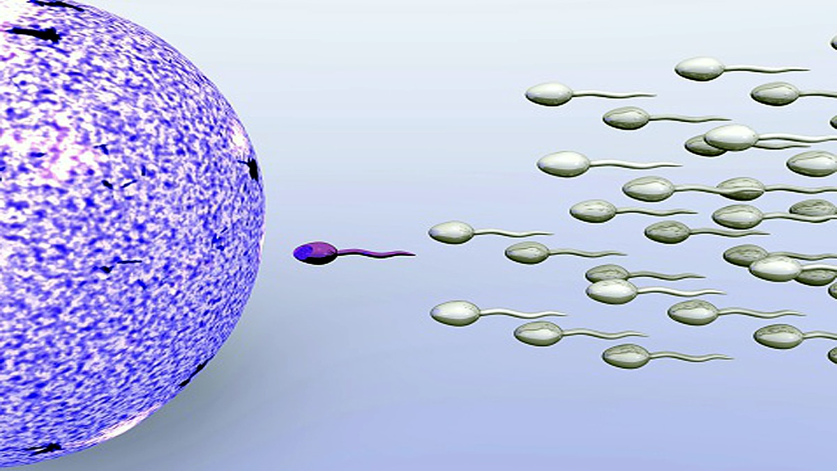 Some Sperms Poison their competitors