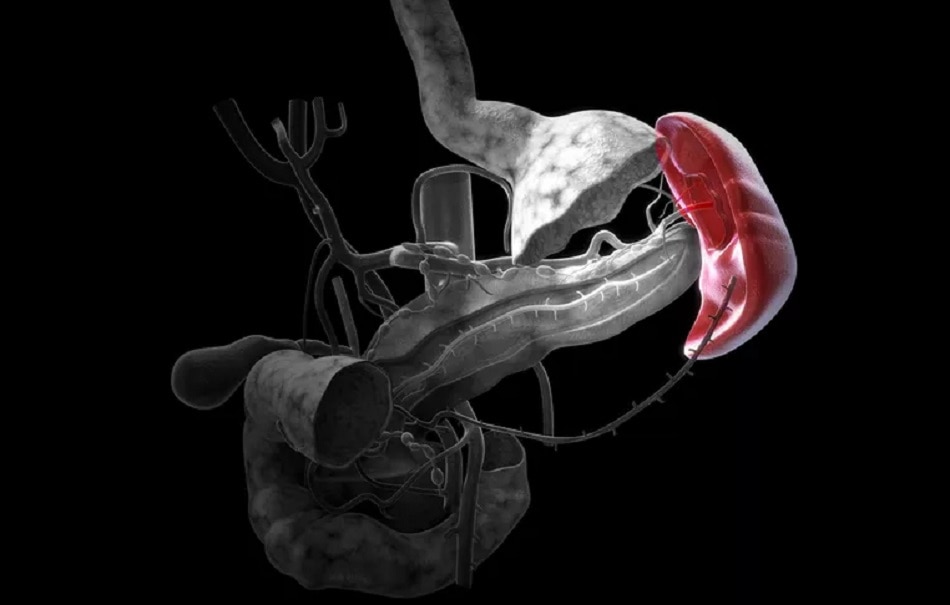 स्प्लीन