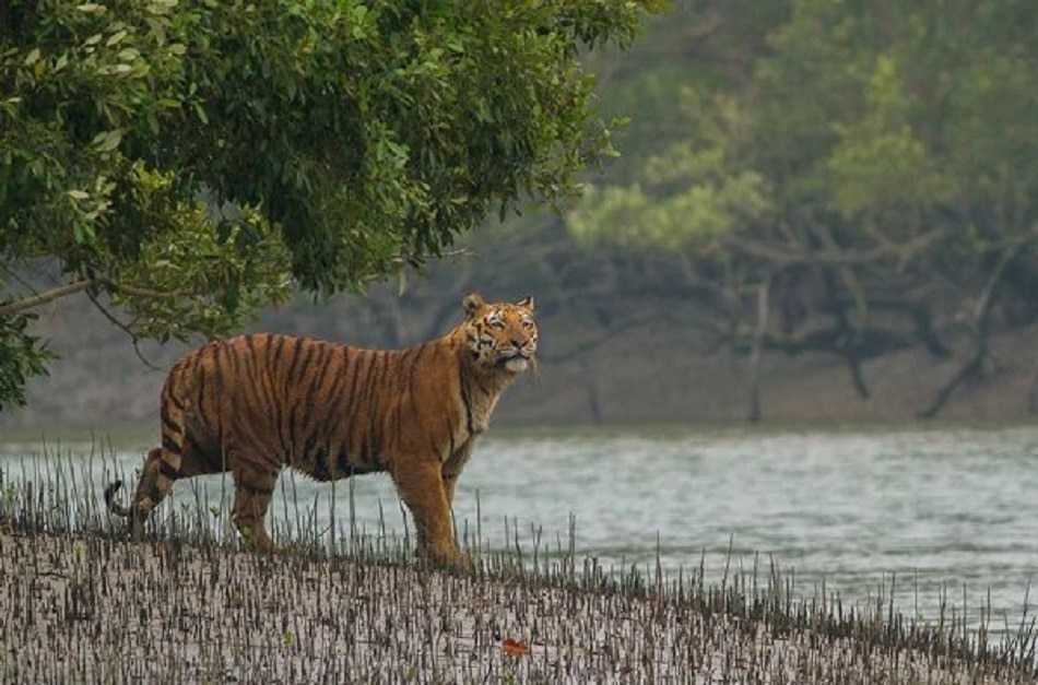 दि सुंदरवन