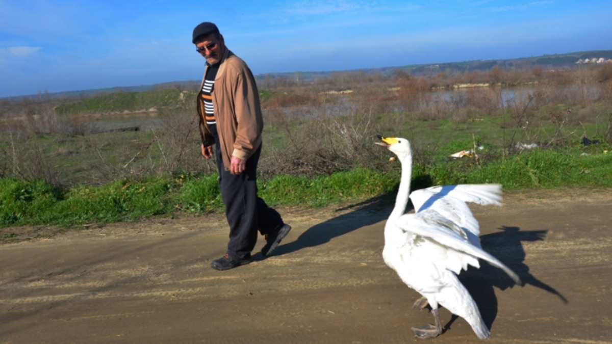  शिकारियों से बचाने के लिए हंस को मिर्ज़ान अपने घर ले आया. (image-AP)