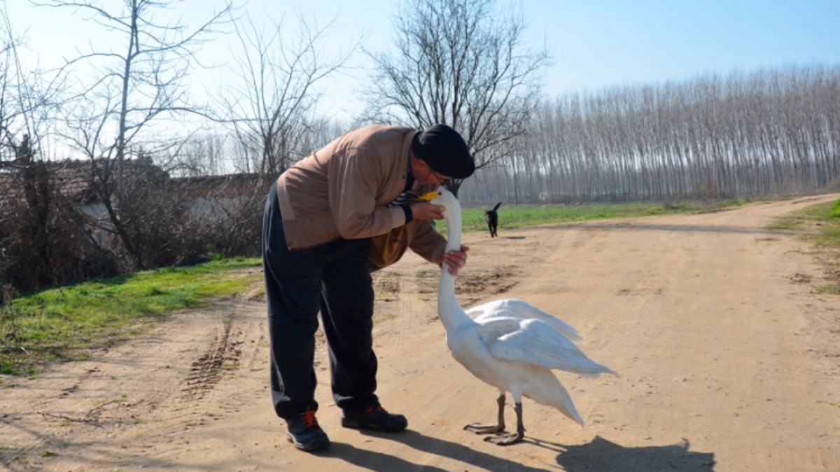 मिर्ज़ेन को शाम की सैर के दौरान कंपनी देती है हंस (image-AP)