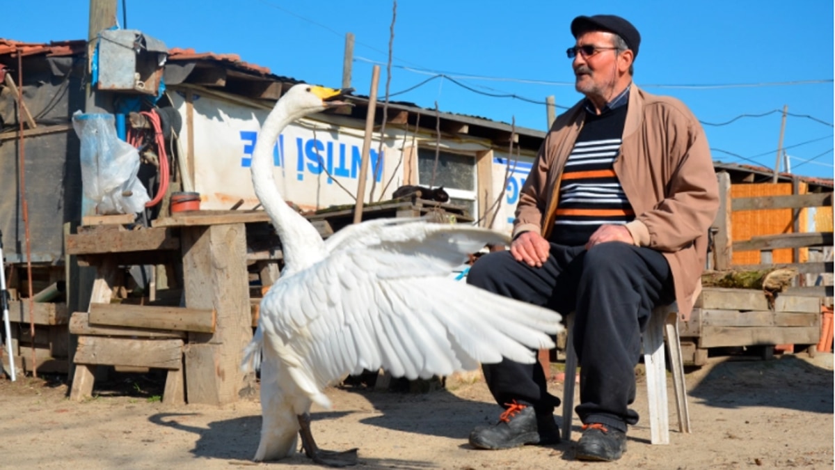 हंस और शख्स की दोस्ती दुनिया के लिए मिसाल बन गई. (image-AP)