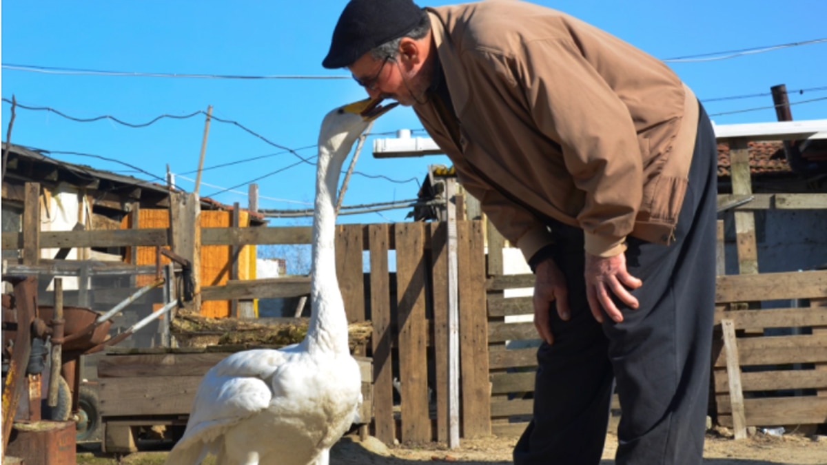 ये मामला तुर्की के पश्चिमी एडिरने प्रांत का है.  (image-AP)