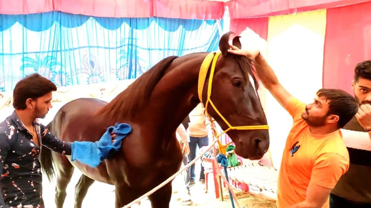 घोड़े के मालिक ने ठुकराया सलमान खान का करोड़ों का ऑफर (फोटो- प्रेम पासी) 