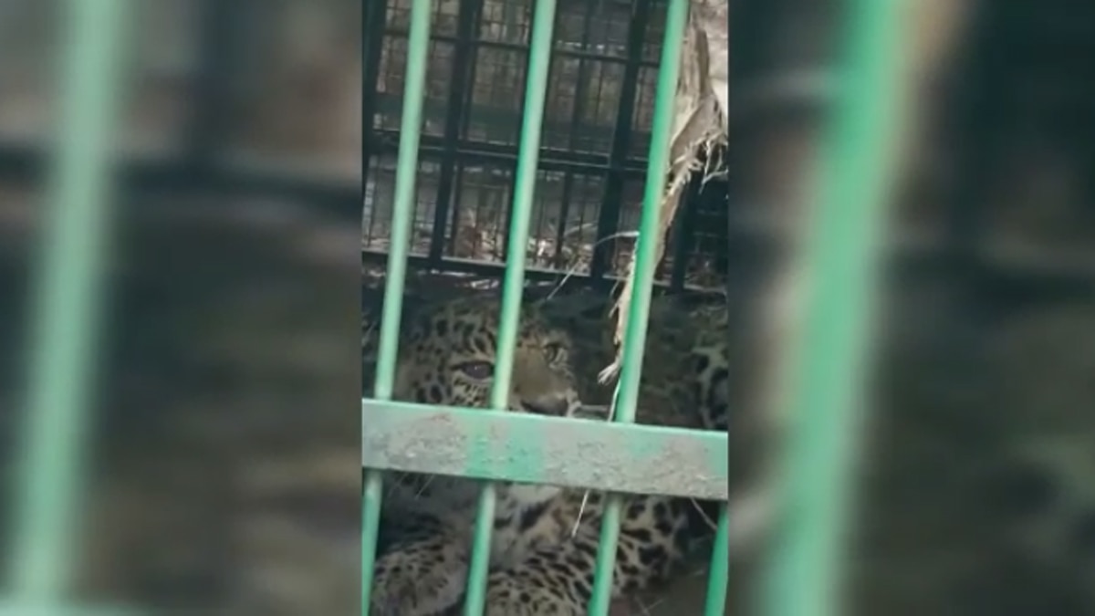 ये बिजनोर के अफजलगढ़ में तराई क्षेत्र के गांव नावका का मामला है.