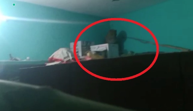 घंटों की मशक्कत के बाद गुलदार को वन विभाग की टीम ने पिंजरे के अंदर कैद किया.