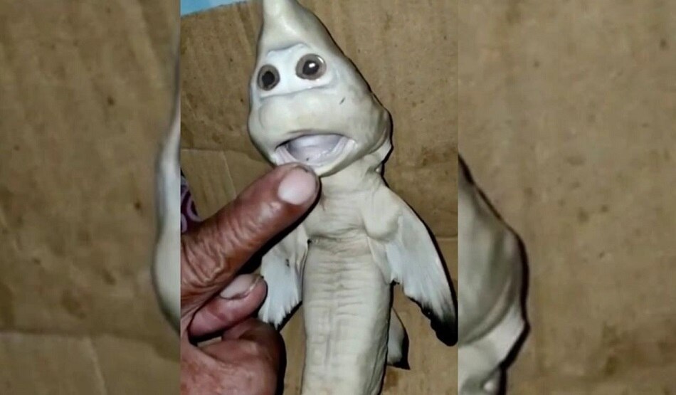 इंसान जैसा दिखाने वाले शार्क