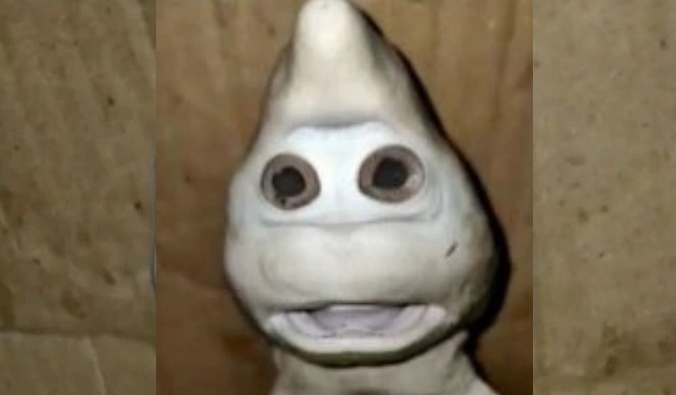 इंसान जैसा दिखाने वाले शार्क