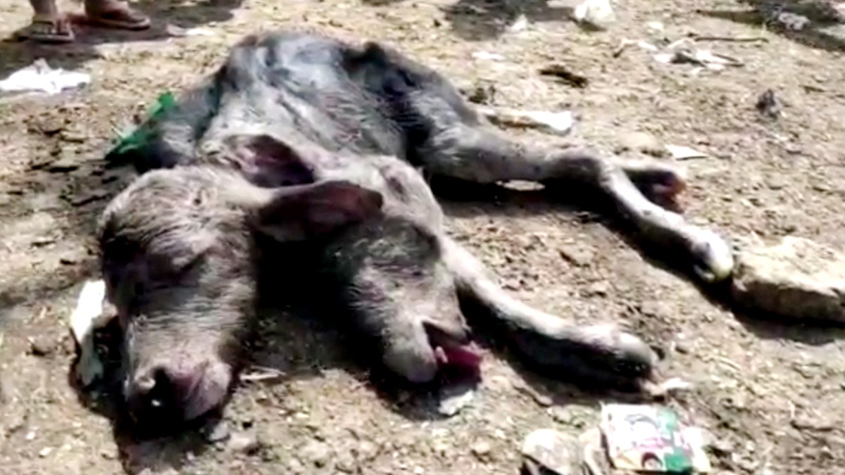 वाराणसी: भैंस ने द‍िया 2 स‍िर वाली बछ‍िया को जन्म, कोई इसे शुभ तो कुछ लोग बता रहे अशुभ 