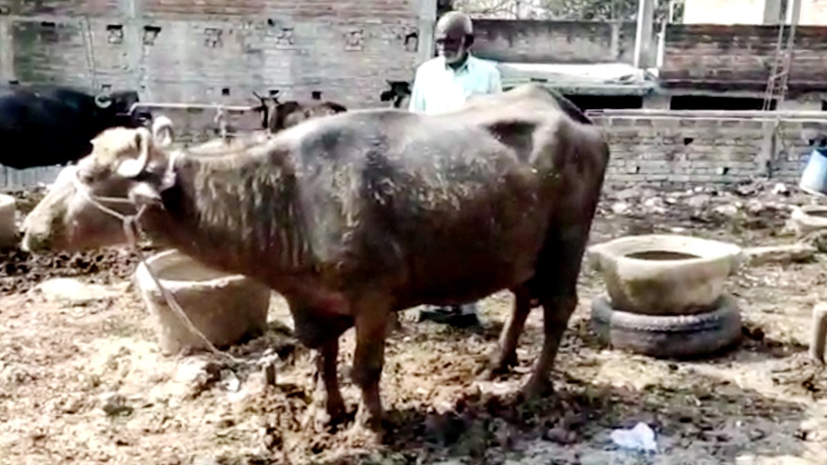 वाराणसी: भैंस ने द‍िया 2 स‍िर वाली बछ‍िया को जन्म, कोई इसे शुभ तो कुछ लोग बता रहे अशुभ 