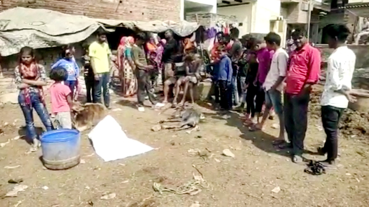 वाराणसी: भैंस ने द‍िया 2 स‍िर वाली बछ‍िया को जन्म, कोई इसे शुभ तो कुछ लोग बता रहे अशुभ 