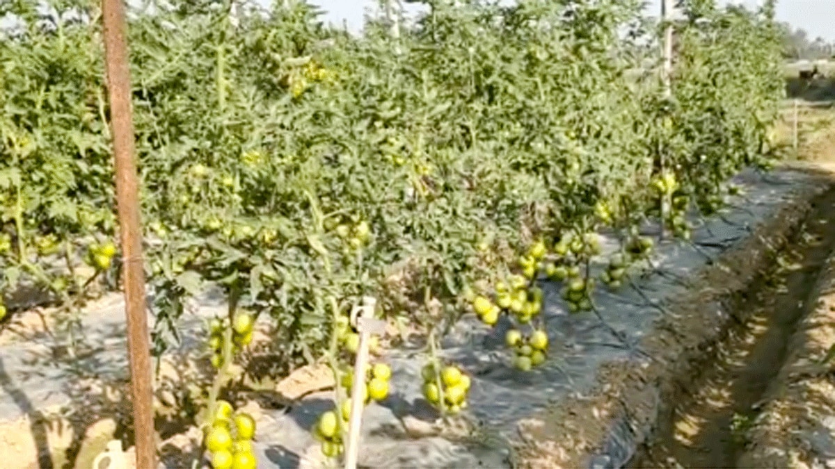 ग्राफ्टिंग विधि के द्वारा एक ही पौधे में उग रही हैं दो सब्जियां (फोटो आजतक)