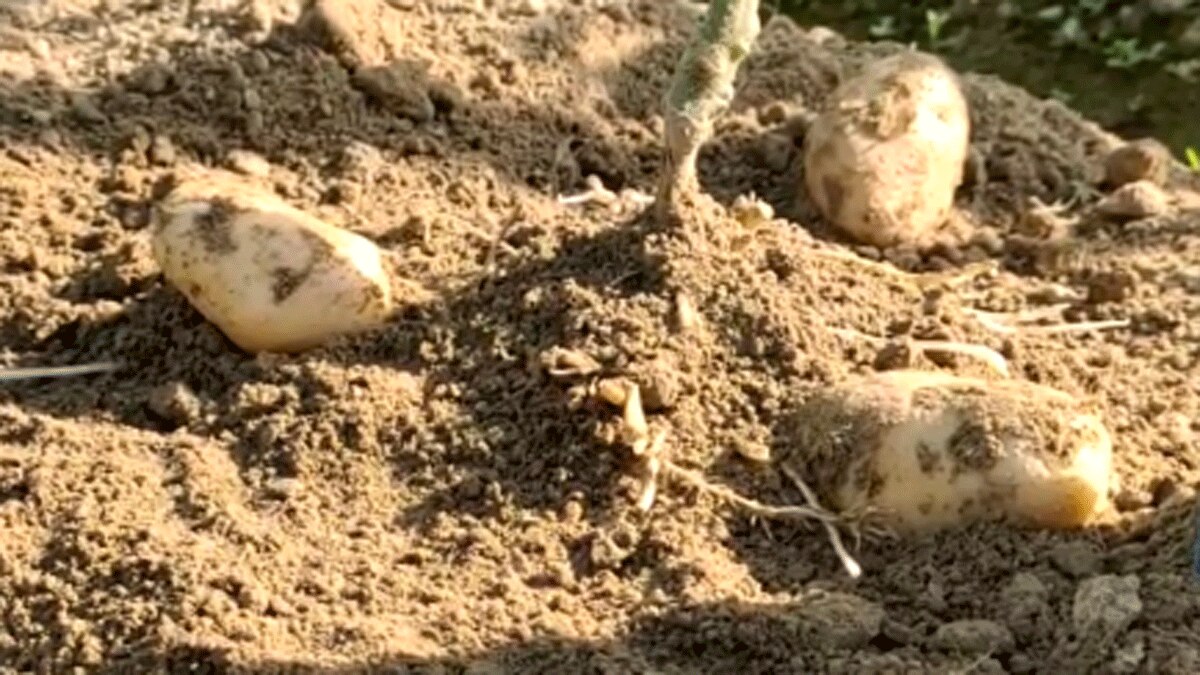 ग्राफ्टिंग विधि के द्वारा एक ही पौधे में उग रही हैं दो सब्जियां (फोटो आजतक)