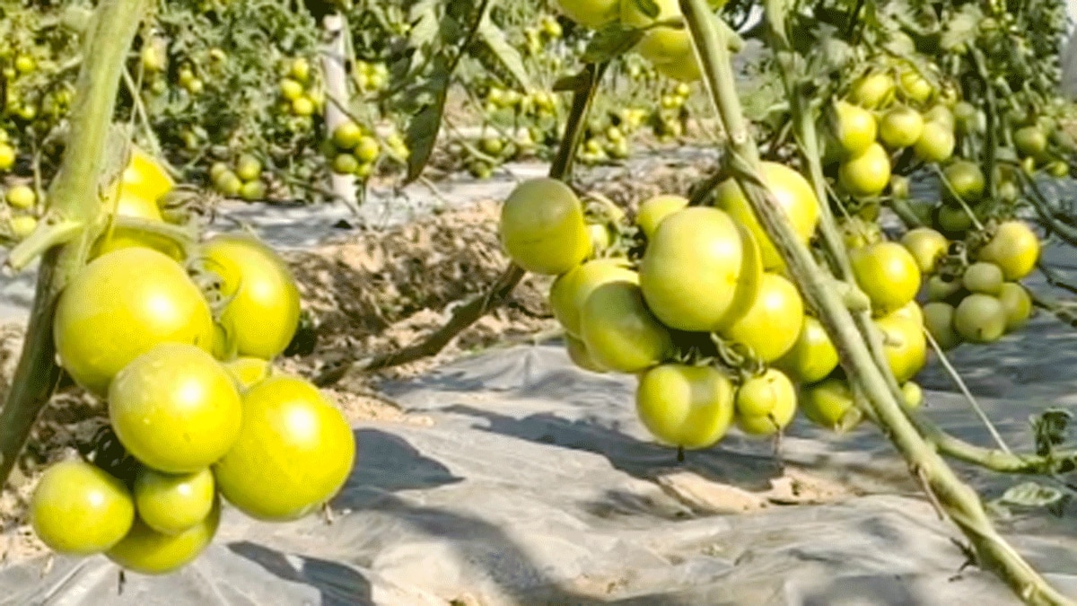 ग्राफ्टिंग विधि के द्वारा एक ही पौधे में उग रही हैं दो सब्जियां (फोटो आजतक)