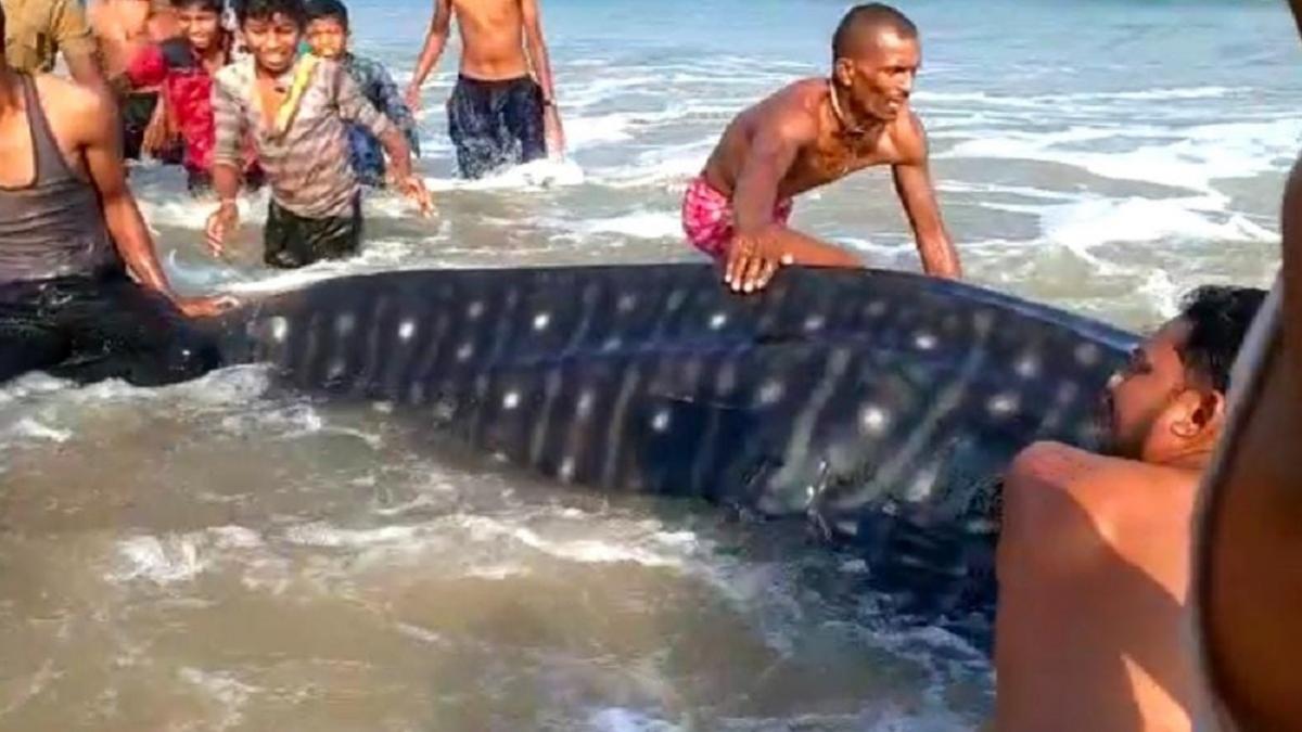 ओडिशा में दुर्लभ प्रजाति की ब्लू व्हेल