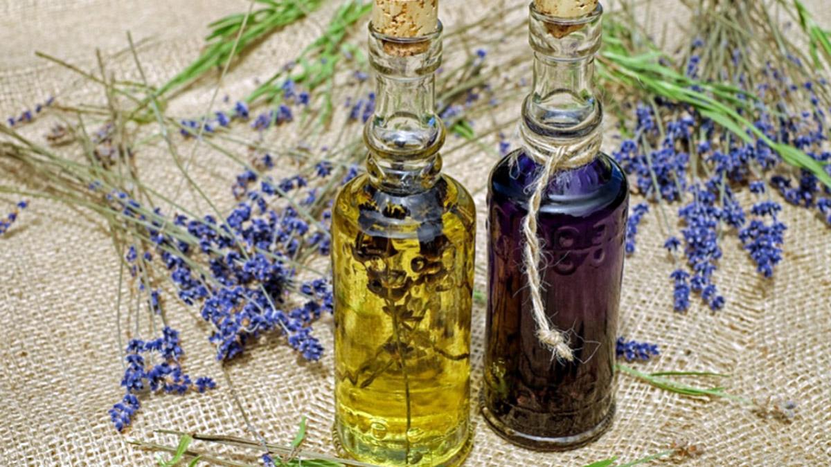 Lavender Oil: आतों में सूजन से राहत-डायरिया भी दूर, जानें लैवेंडर ऑयल के 10 बड़े फायदे