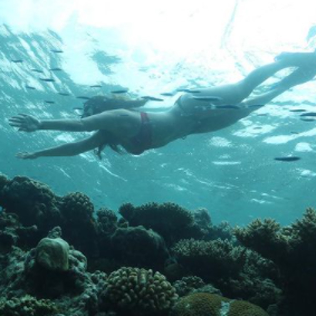  कृष्णा श्रॉफ