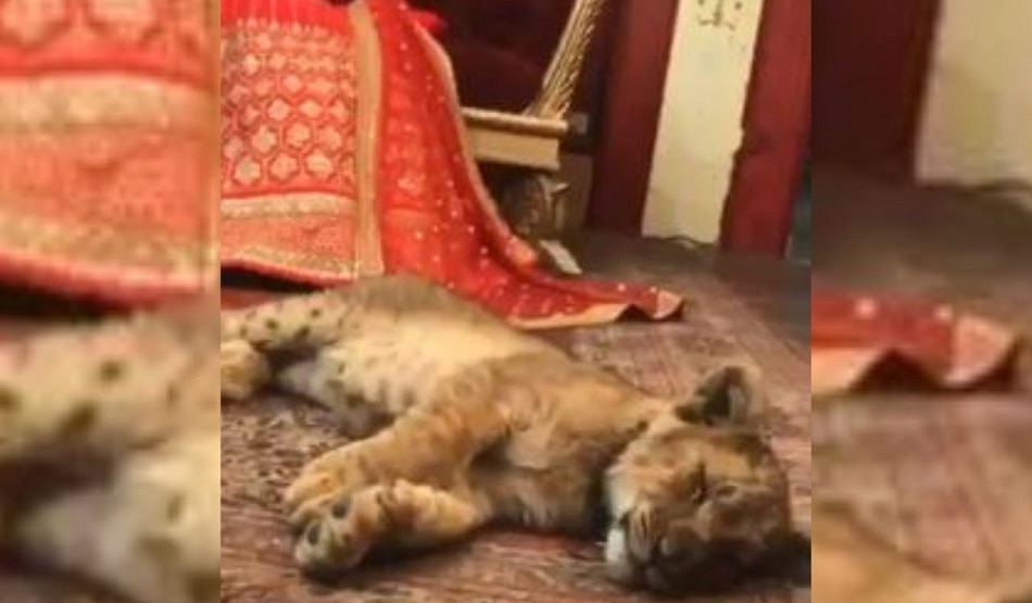 शेर के बच्चे के साथ कराया फोटोशूट