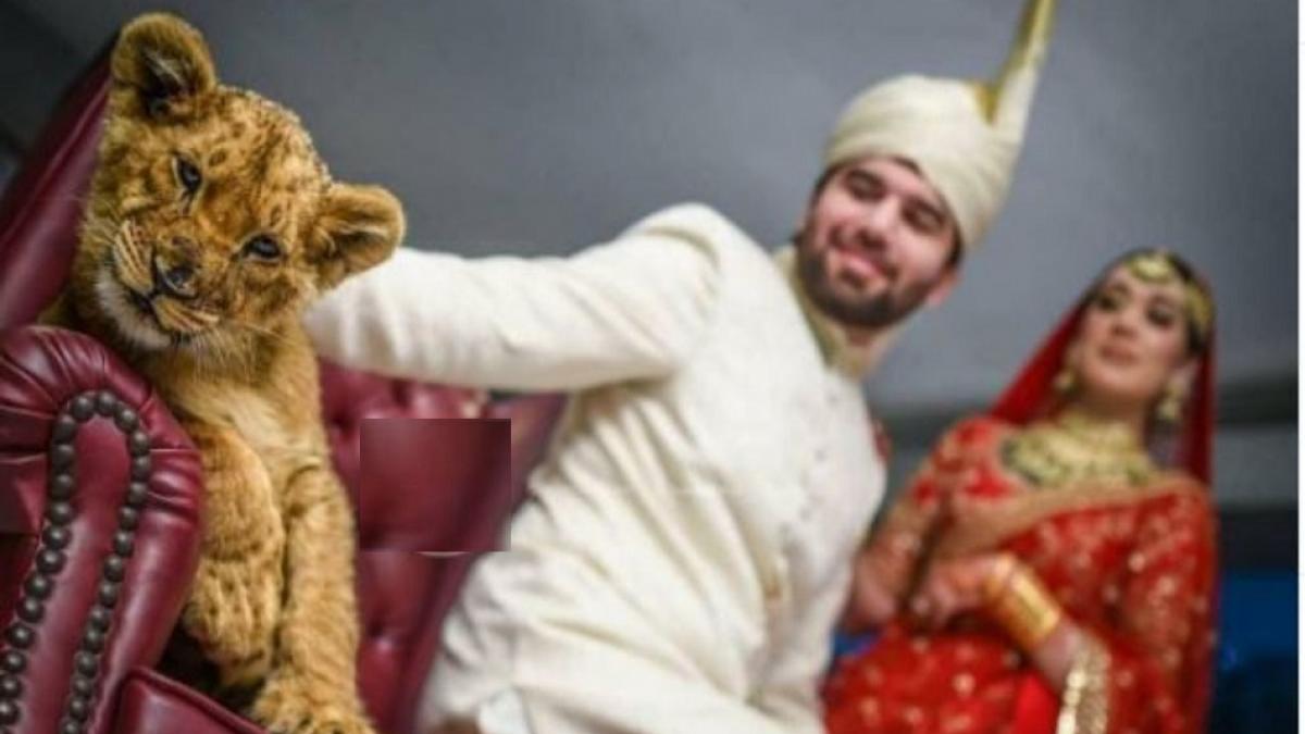 शेर के बच्चे के साथ कराया फोटोशूट