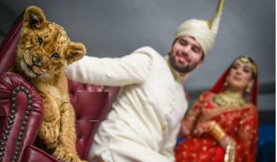 शेर के बच्चे के साथ कराया फोटोशूट