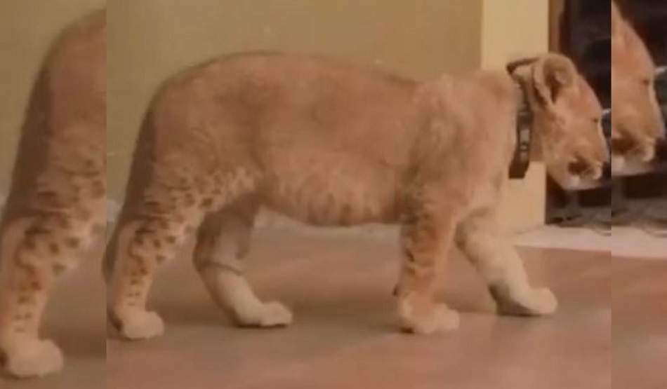 शेर के बच्चे के साथ कराया फोटोशूट