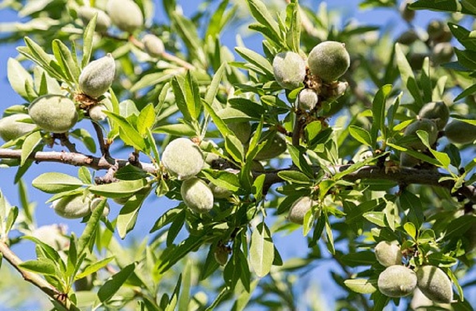 जंगली बादाम