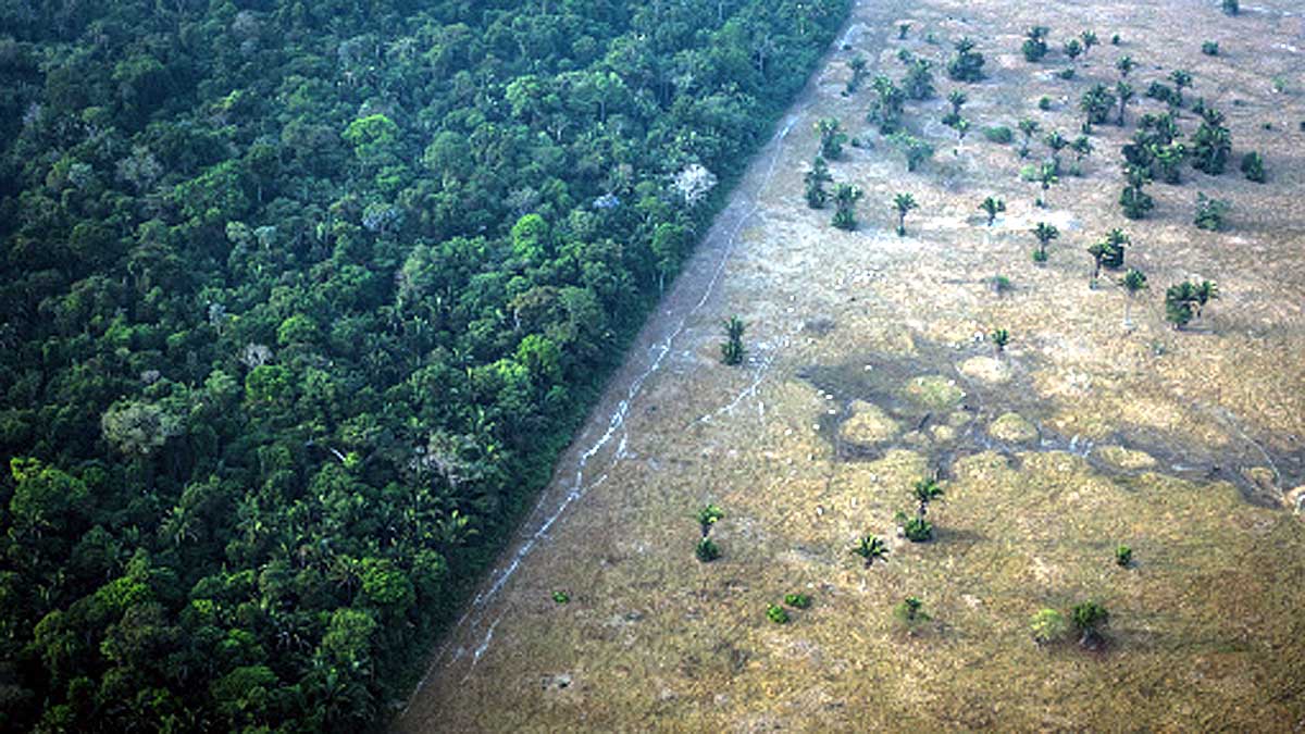 Amazon Rainforest Will die in 43 Years