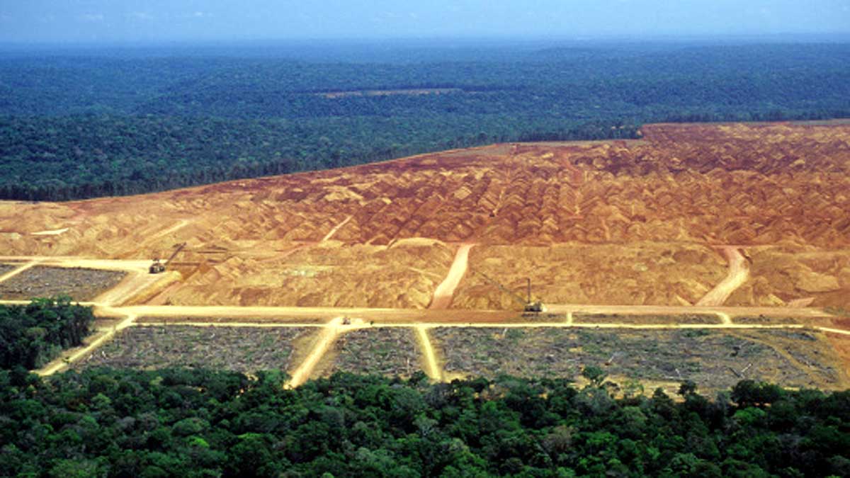 Amazon Rainforest Will die in 43 Years