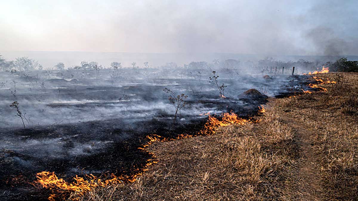 Amazon Rainforest Will die in 43 Years