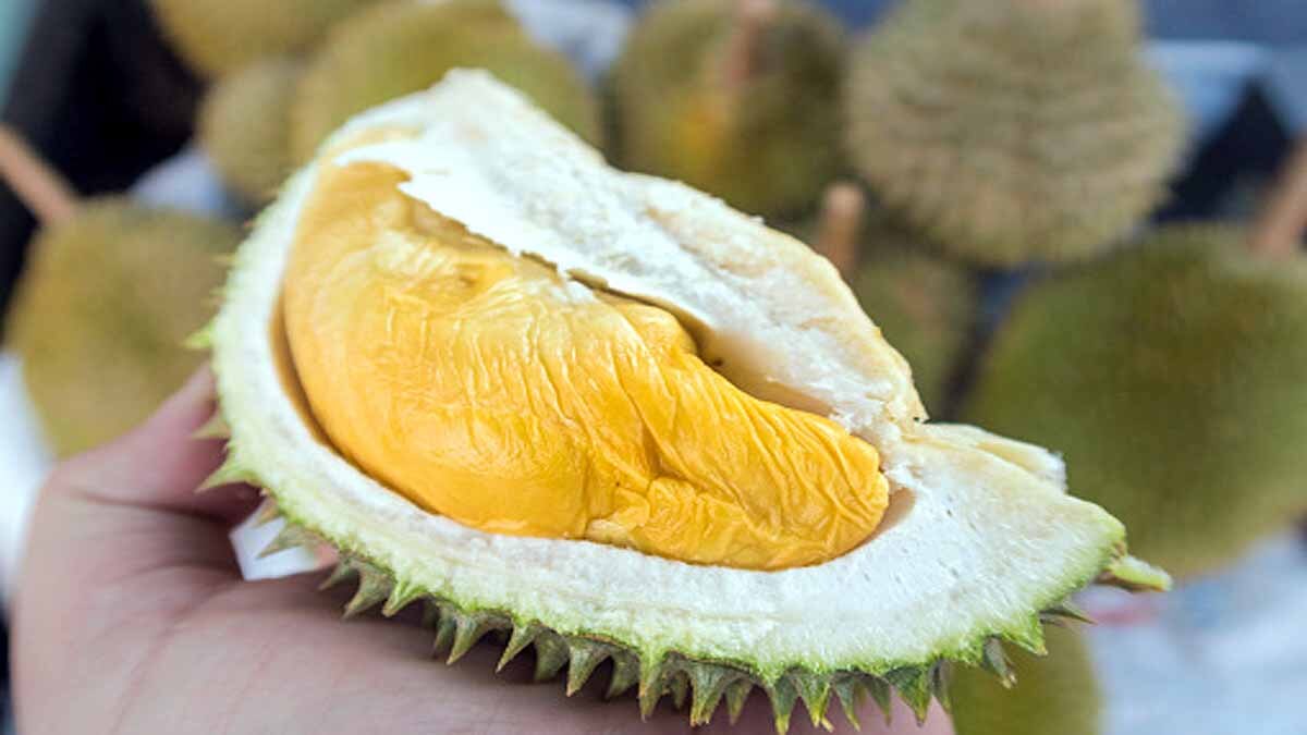 Antibacterial Gel Bandage Durian Husk
