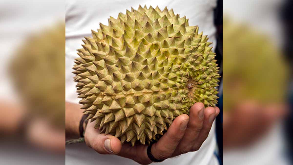 Antibacterial Gel Bandage Durian Husk