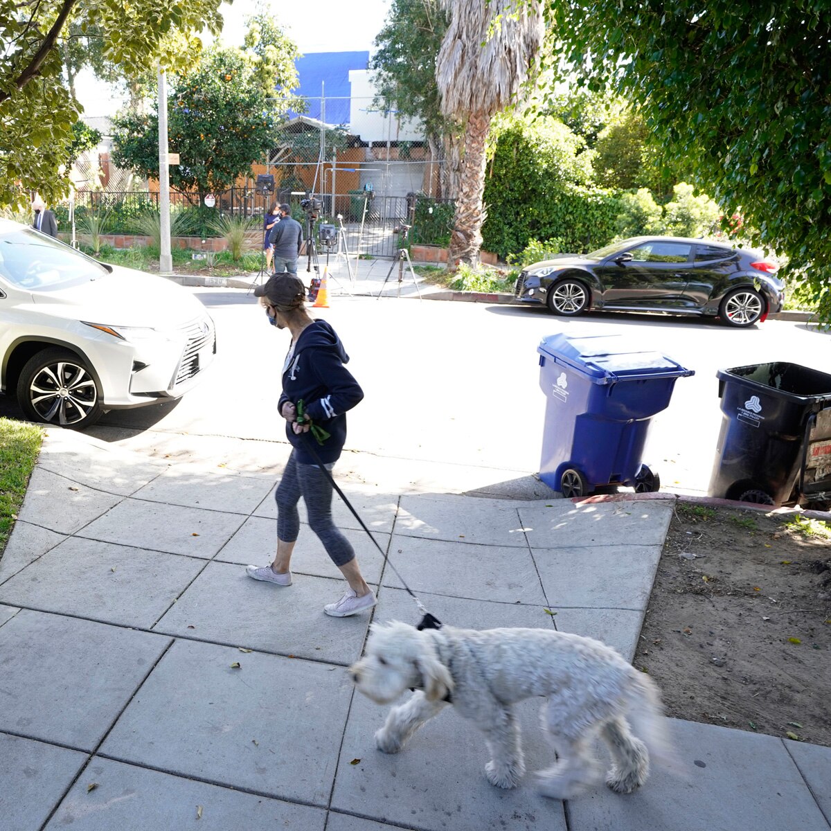 लेडी गागा डॉग