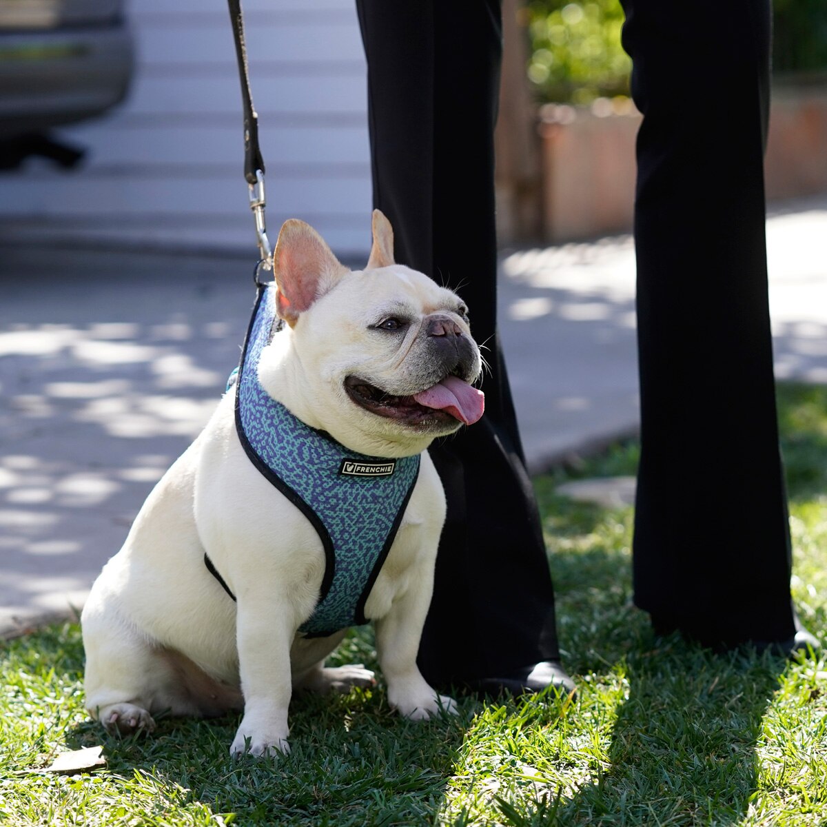 लेडी गागा डॉग