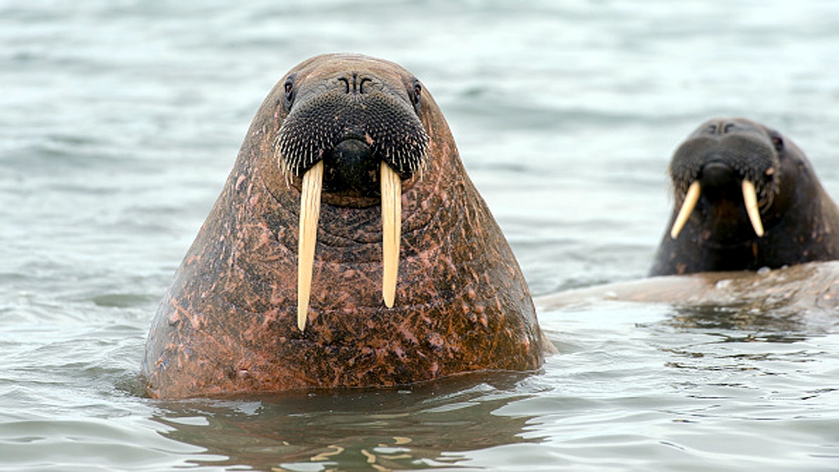 Arctic Walrus Reached Irelands