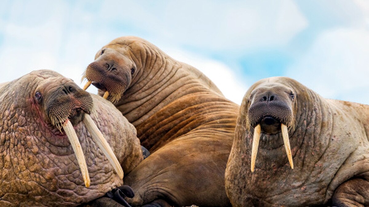 Arctic Walrus Reached Irelands