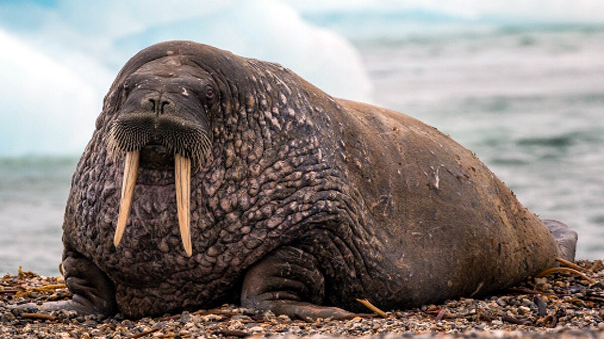 Arctic Walrus Reached Irelands