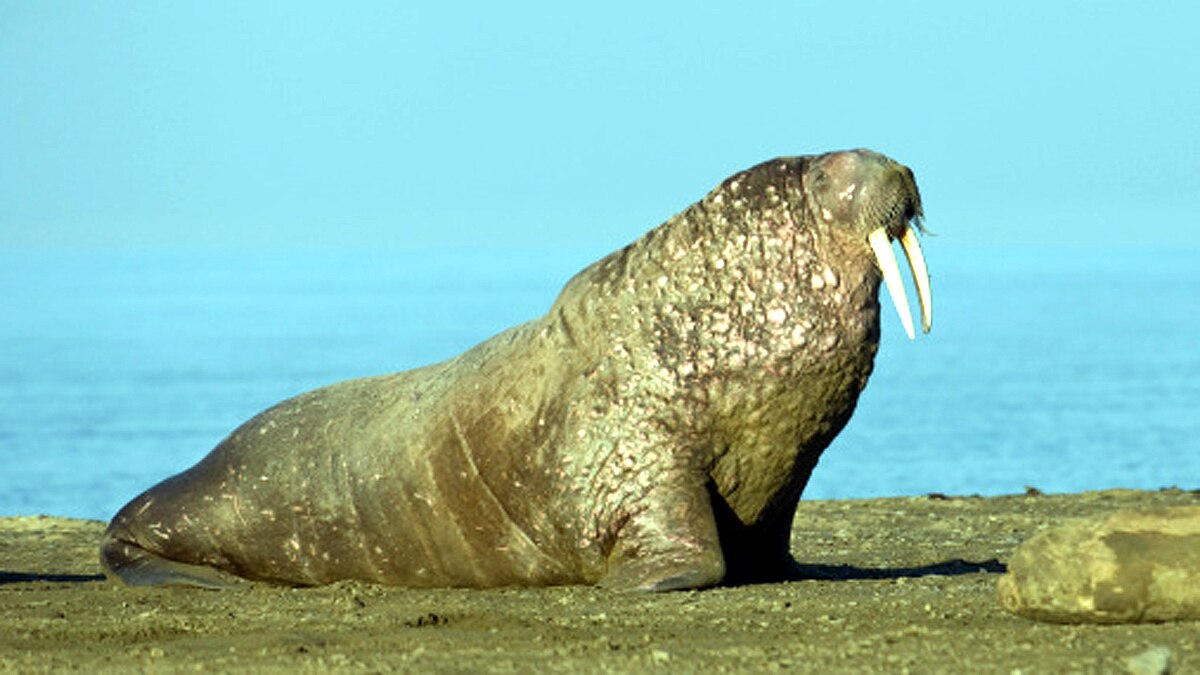 Arctic Walrus Reached Irelands
