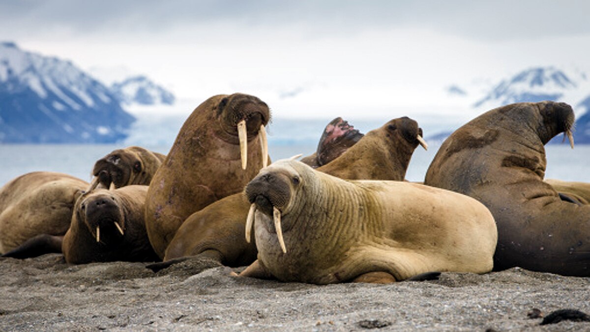 Arctic Walrus Reached Irelands