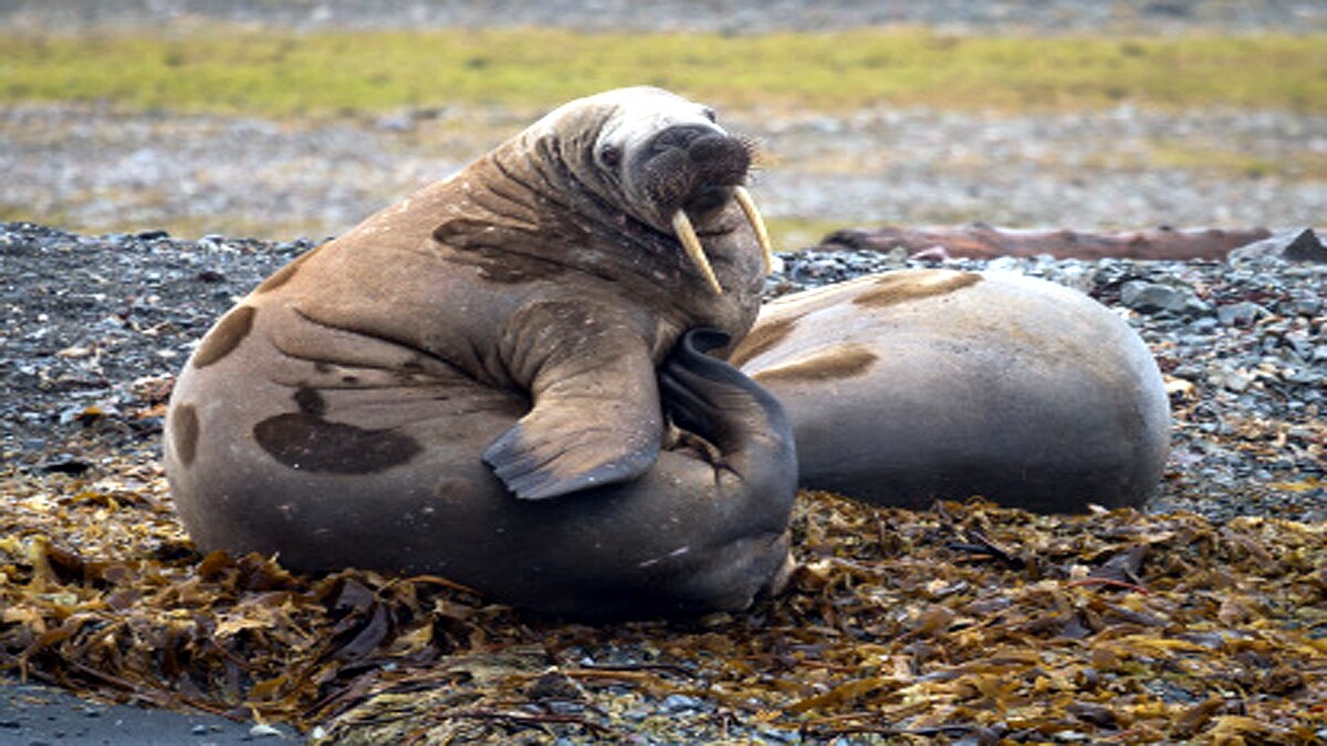 Arctic Walrus Reached Irelands