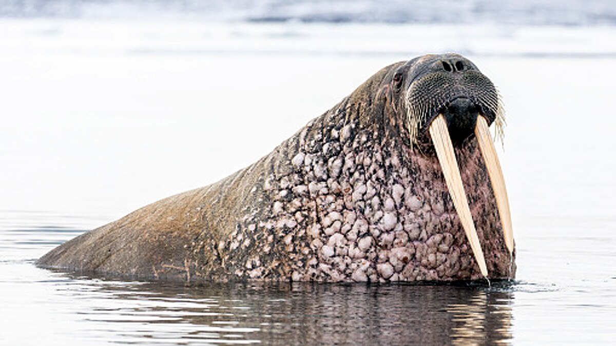 Arctic Walrus Reached Irelands