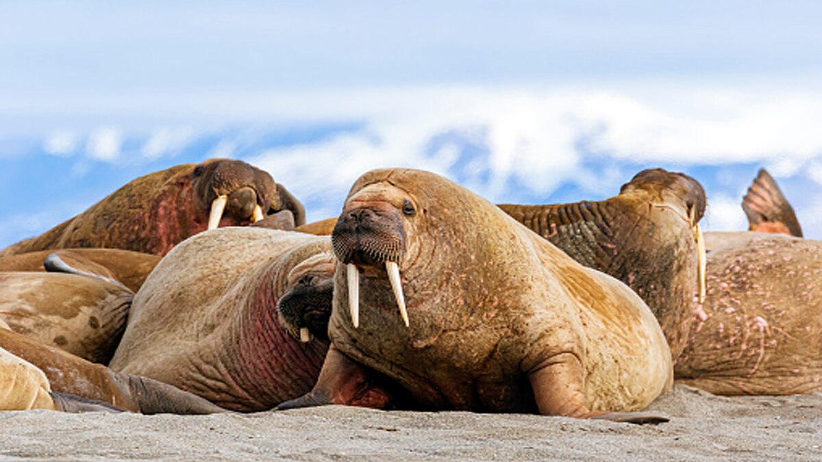 Arctic Walrus Reached Irelands